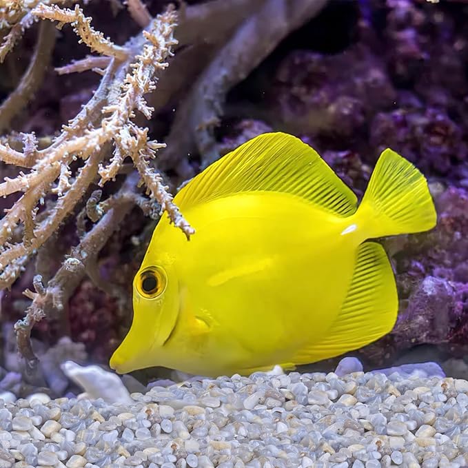 JOHOUSE Succulent Rocks,1lb Light Blue Polished Pebbles for Indoor Plants, Decorative River Rocks for Plants Indoor, Vase Fillers, Cactus Planters, Bird Bath, Fountain, Outdoor Garden Landscaping